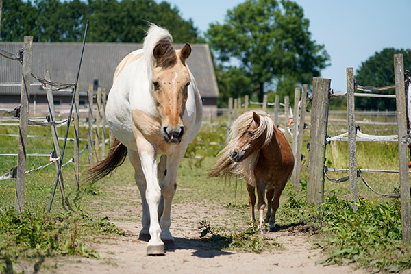 Zorgboerderij Reek - Paarden